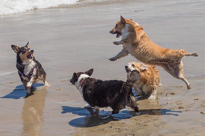 Welsh Corgi Cardigan Story Character Standard