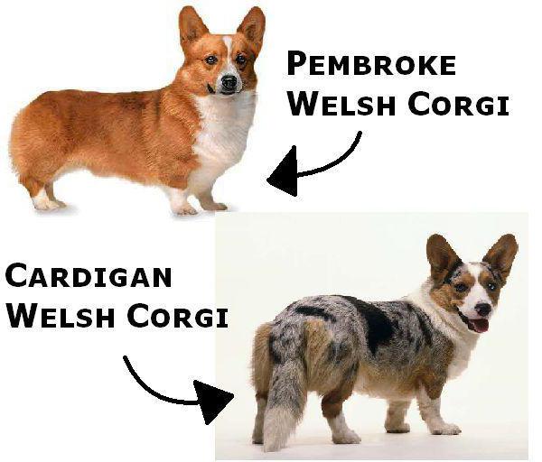 Welsh Corgi Cardigan and Pembroke Differences