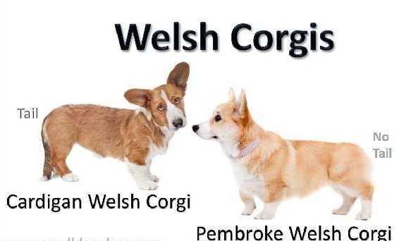 How is welsh corgi pembroke different from cardigan