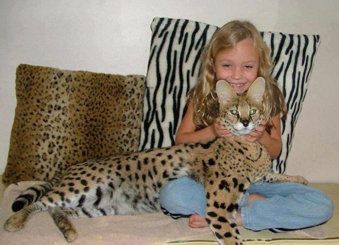 Savannah cat photo