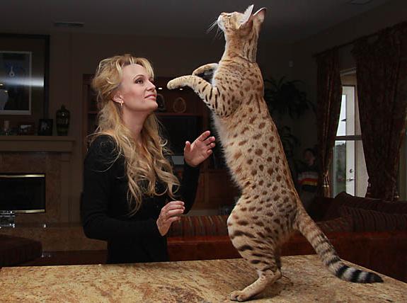 Savannah cats