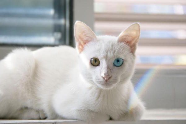 Глаза белой кошки