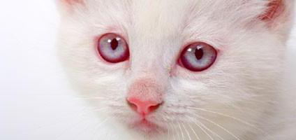 Альбинос порода кошек фото thumbnail