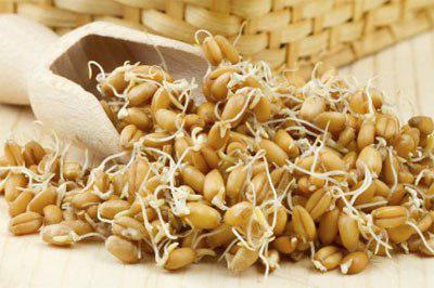 Пророщенная пшеница польза и вред советы врачей
