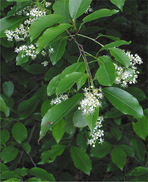 Bird cherry late