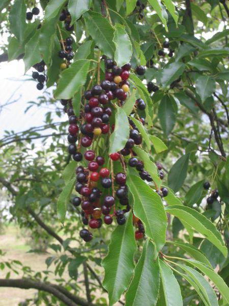 Bird cherry late joy