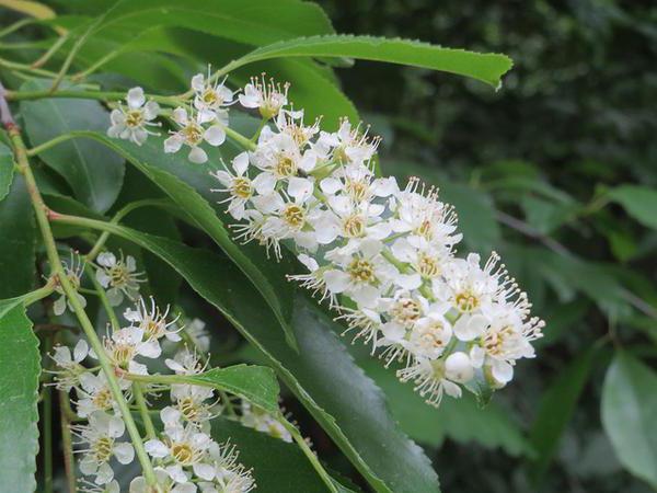 Bird cherry late joy description