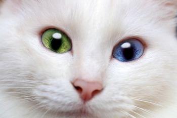 Белая кошка с разными глазами