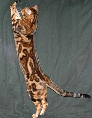 Bengal cats photo