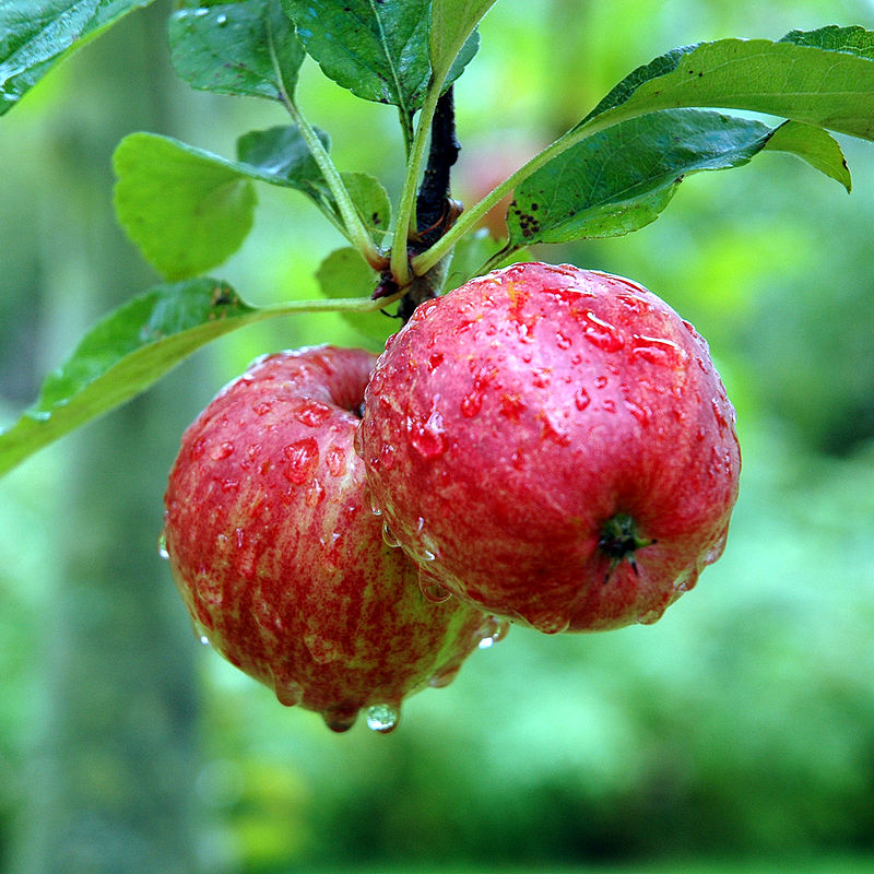 Яблоки для кальвадоса