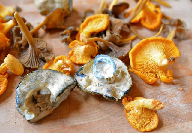 Какие грибы синеют на срезе