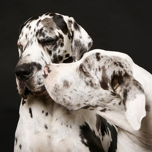 Great Dane photo