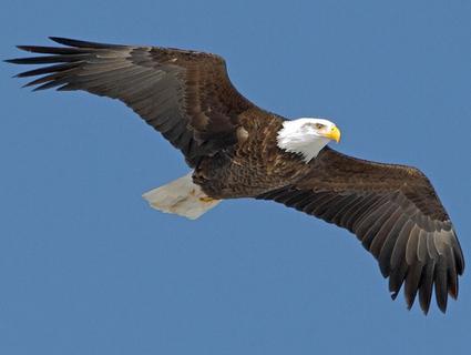 What bird on the coat of arms of the usa