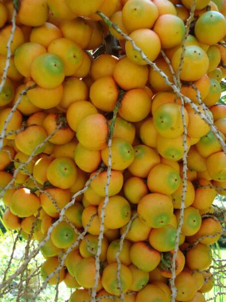 Плоды пальм