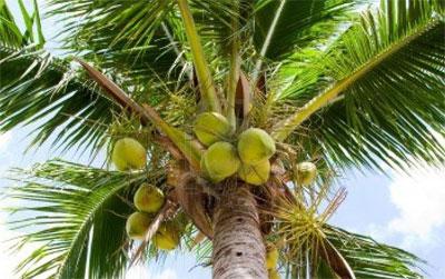 Плод кокосовой пальмы
