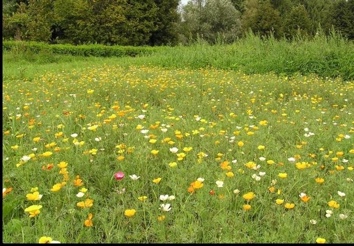 Natural community meadow