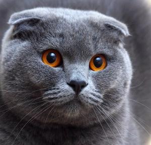 Scottish fold