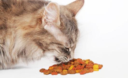 вреден ли сухой корм для кошек отзывы ветеринаров