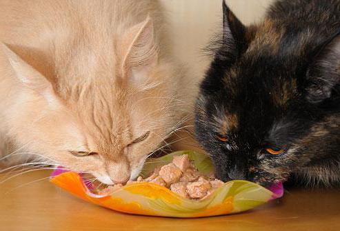 вреден ли сухой корм для кошек китекат