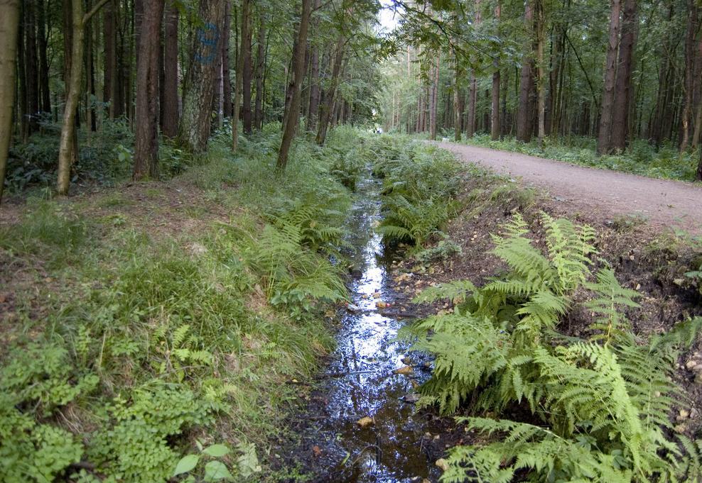 Пискаревский парк санкт петербург фото