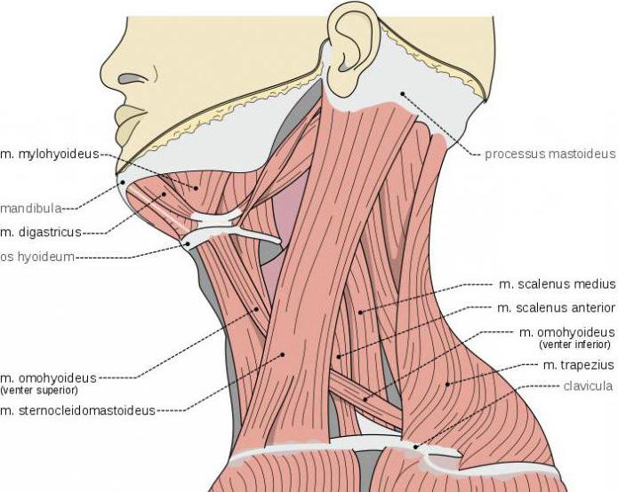 мышцы наклоняющие голову