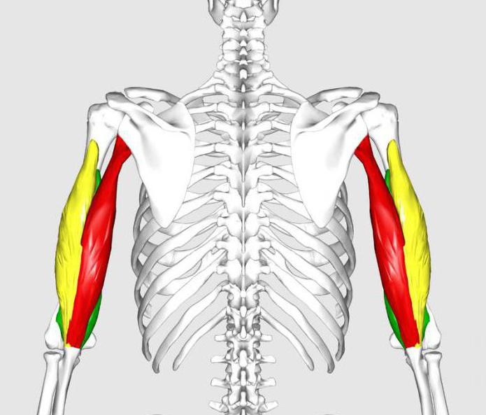 трехглавая мышца плеча