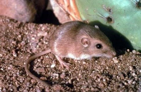 разновидность мышей которые роют землю