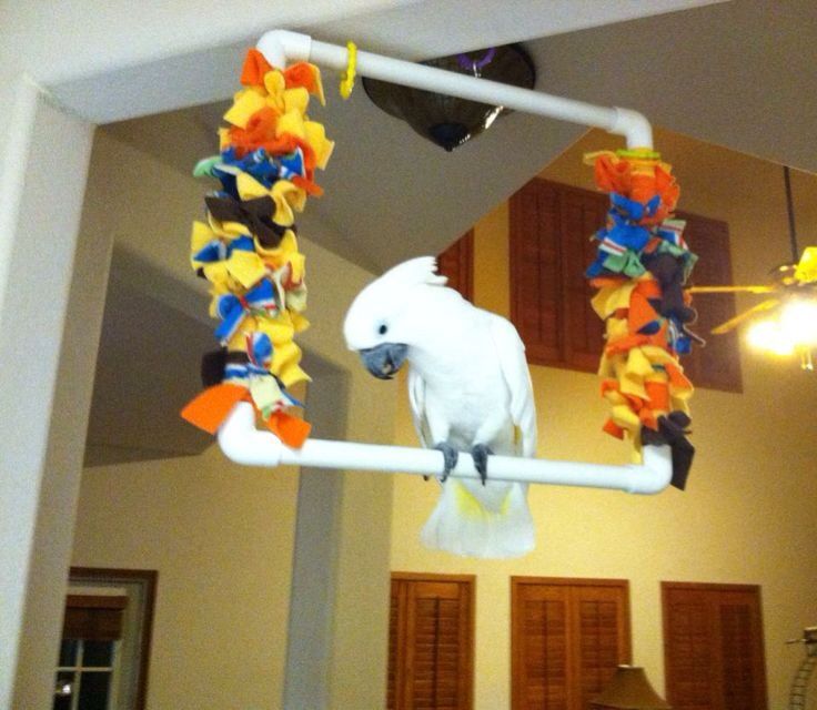 How to catch a parrot