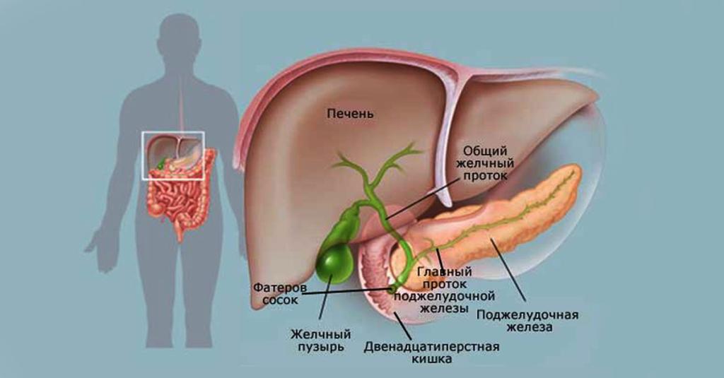 Чувствую желчный пузырь