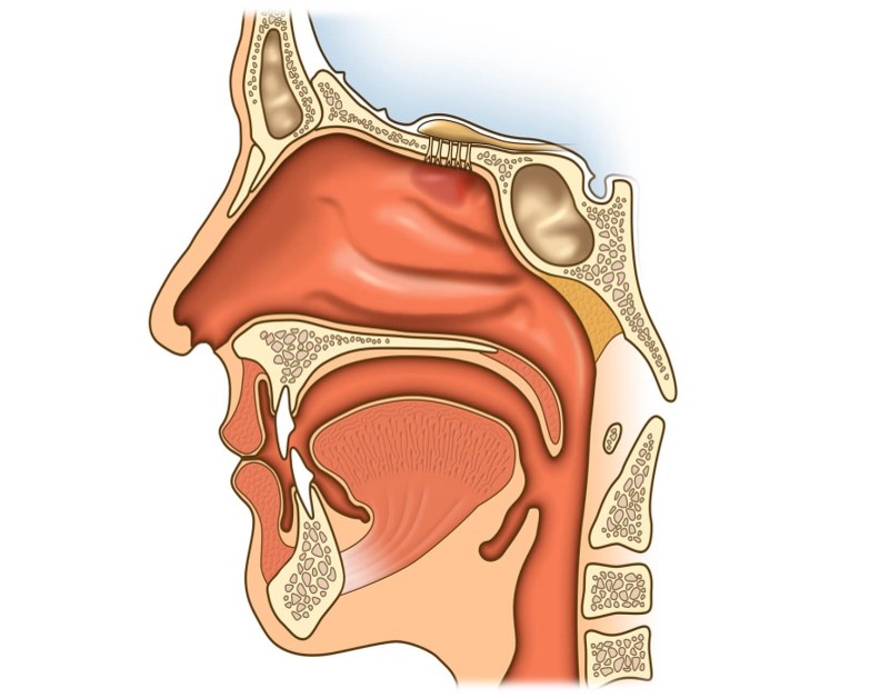 Анатомия носа 