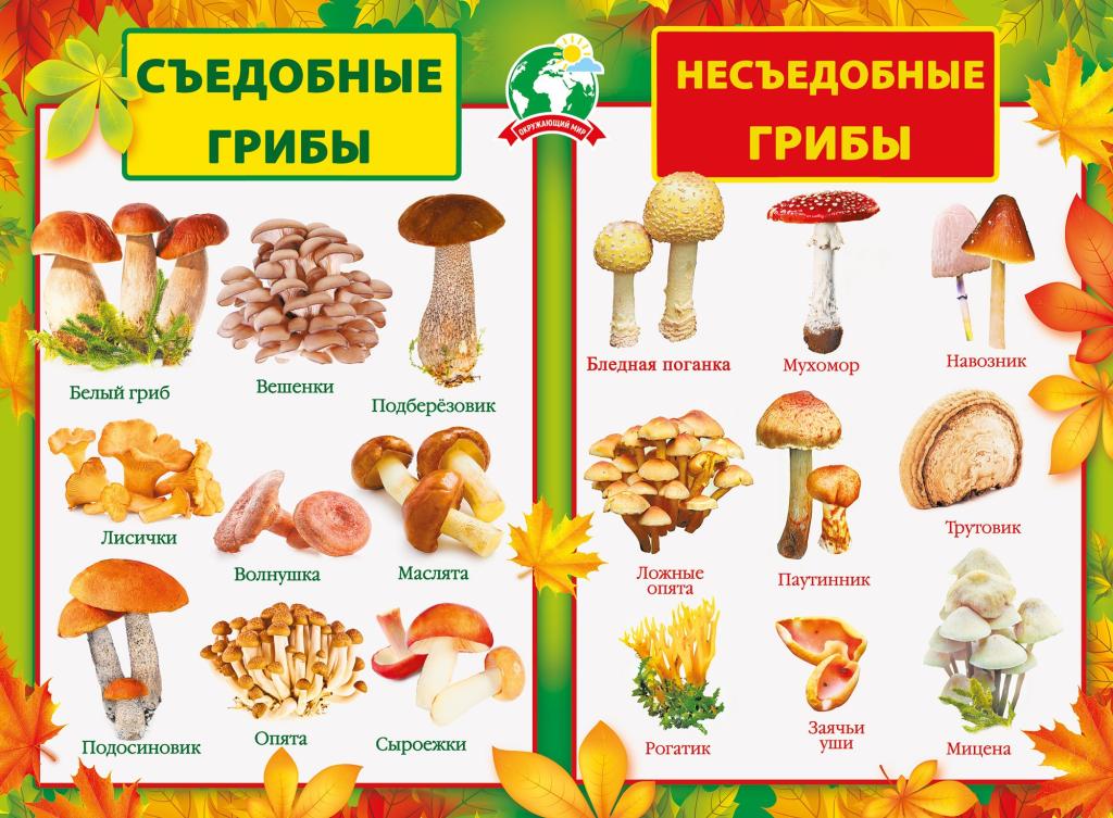 Вкусные грибы 