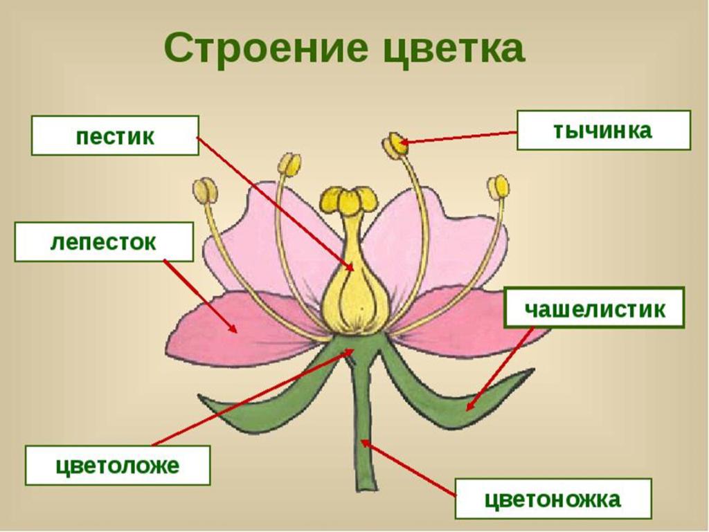 Строение цветка 