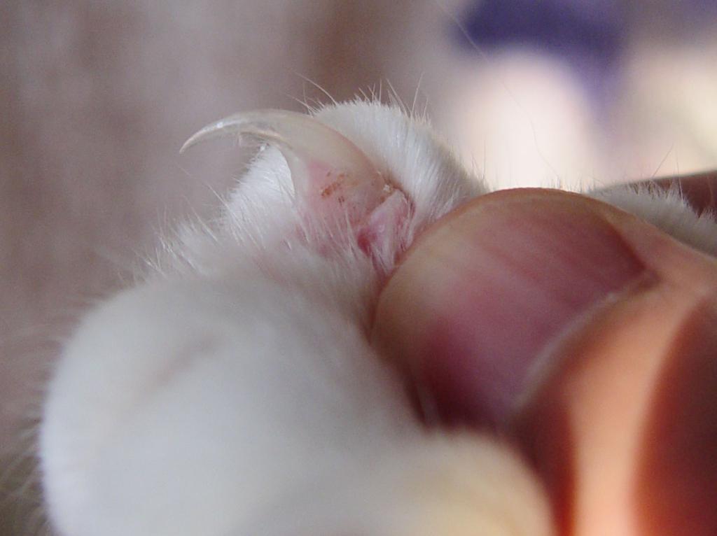 what does lichen look like in cats