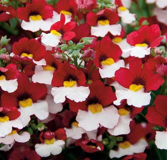 nemesia "mantle of the king"