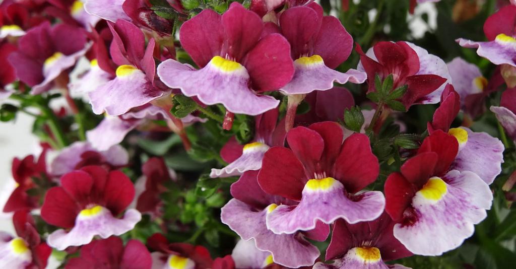 cherry nemesia