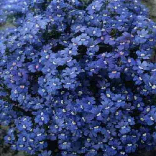 azure nemesia