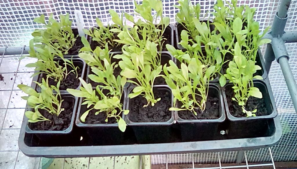 nemesia seedlings