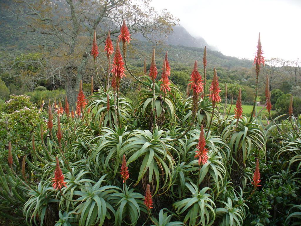 aloe bloom