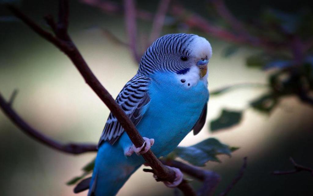 голубой попугай