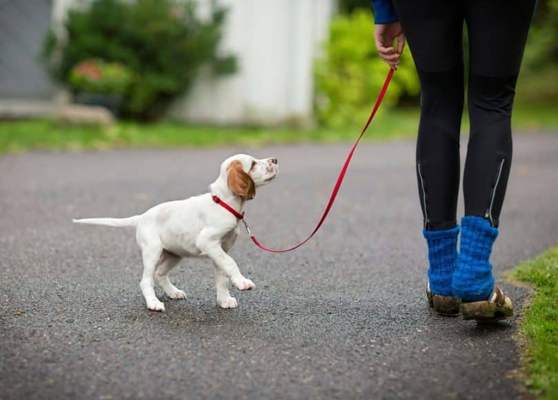 Walking with a puppy