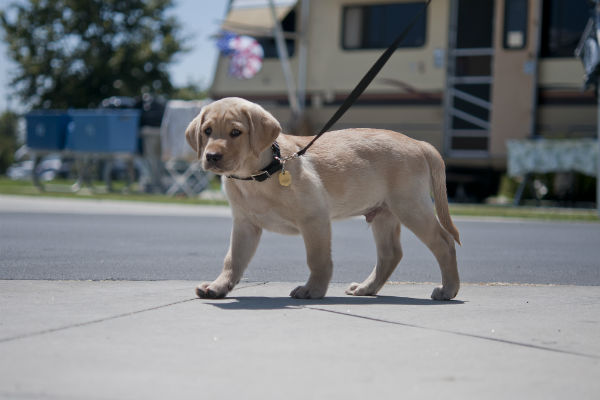 At what age can I walk with a puppy?