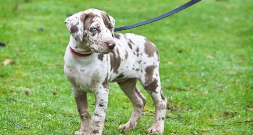 Walking with a puppy