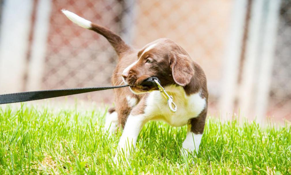 How to walk with a puppy