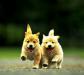 С какого возраста можно гулять с щенком и почему, Со скольки месяцев можно выгуливать щенка чихуахуа