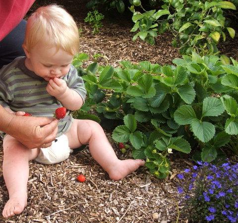 wild strawberry garden planting and care