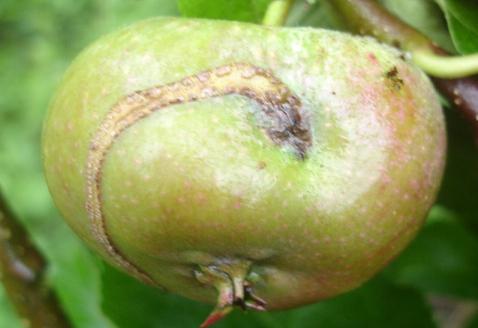Болезни ствола яблони описание с фотографиями и способы лечения