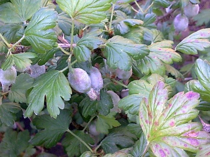 gooseberry disease and care