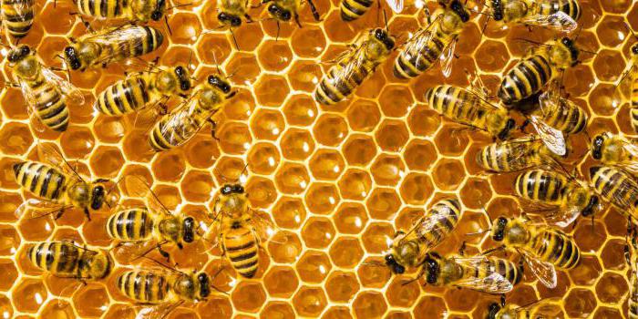 агробиопром препараты для пчел 