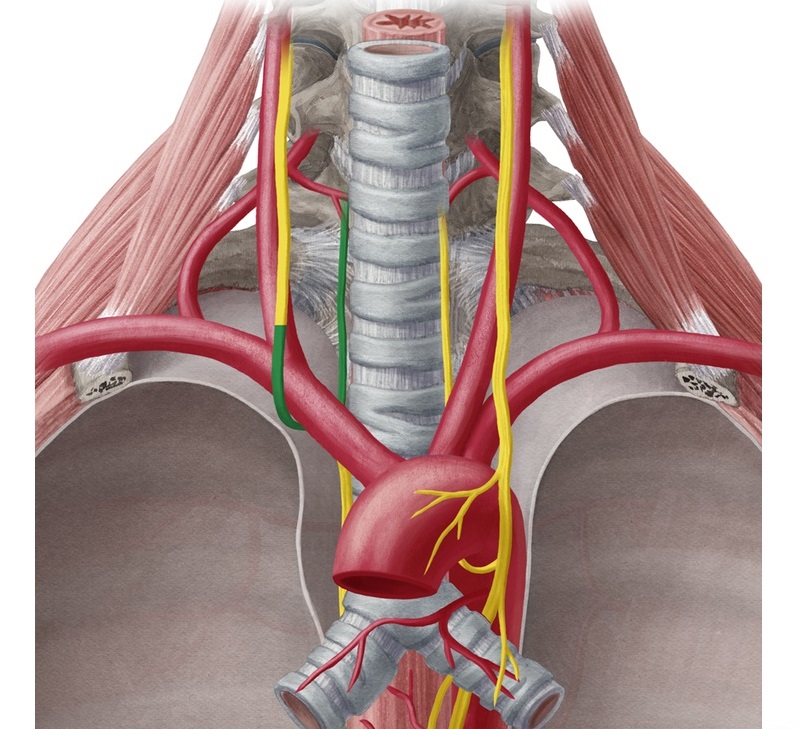 Левый возвратный гортанный нерв