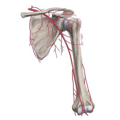 топографическая анатомия верхней конечности 